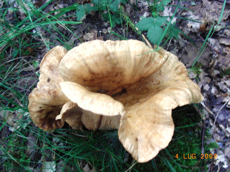 da determinare (cfr. Lactarius sp.)